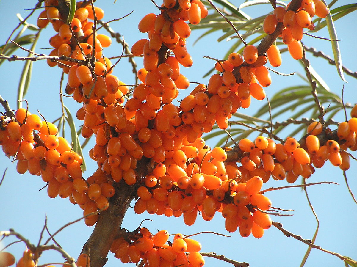 C Berry/ Sea Buckthorn