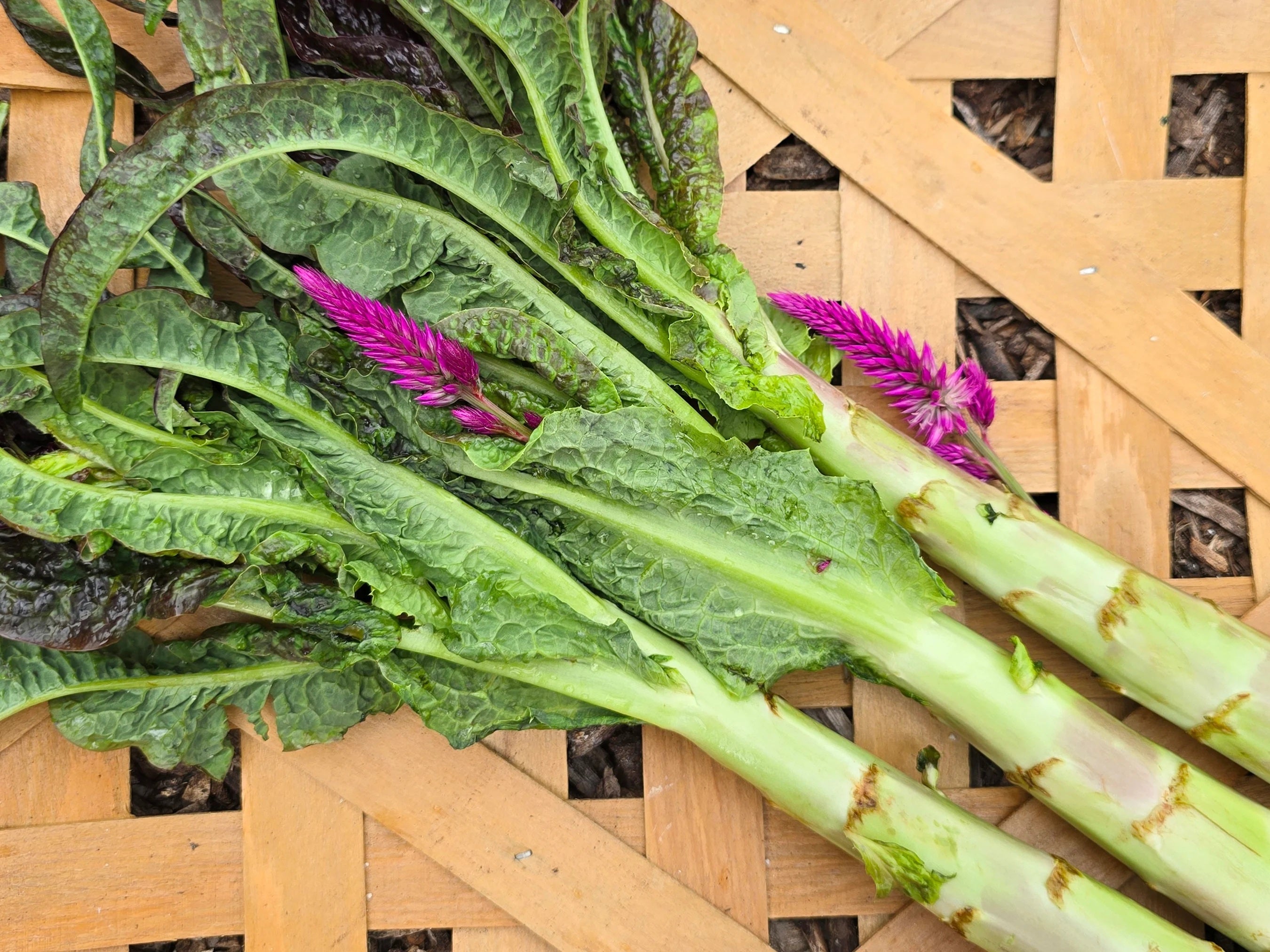Celtuce