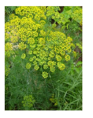 Dill