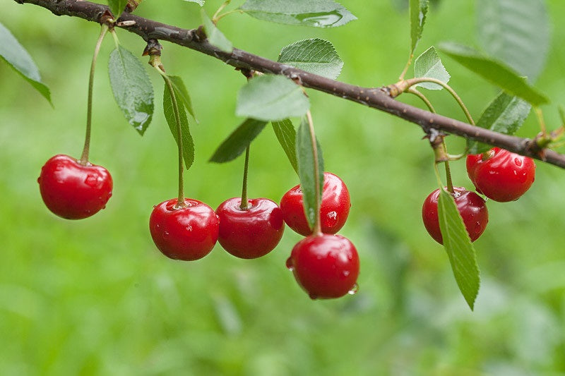 Cherry Sour