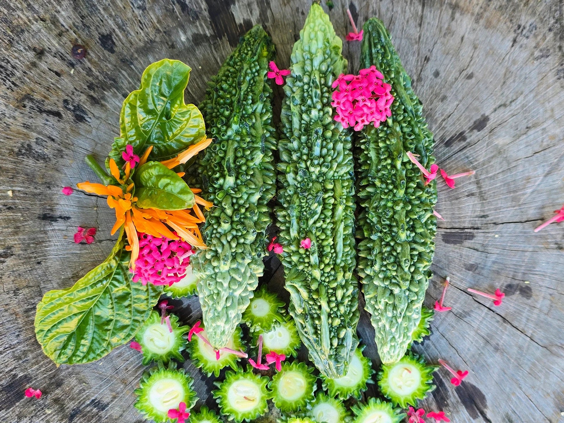 Bitter Gourd Melon- Futo - Spindle 10 - 40 Seeds Oriental Khổ qua rừng gai Asian Heirloom