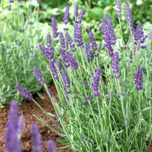 Common English Vera Lavender Herb Flower 200 - 1 Oz Seeds Fragrant Pollinator Bees Hardy plant