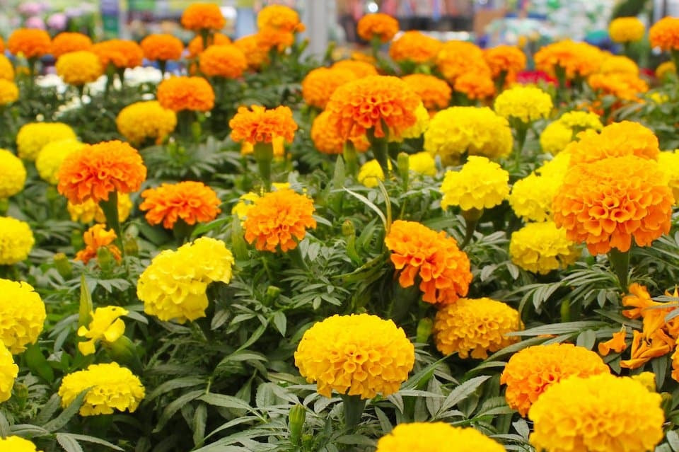 Marigold Cracker Jack Mix 100 - 8k Seeds Organic Flowers Repels Root Rot nematodes