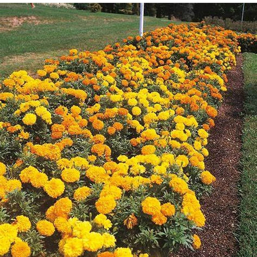 Marigold Cracker Jack Mix 100 - 8k Seeds Organic Flowers Repels Root Rot nematodes