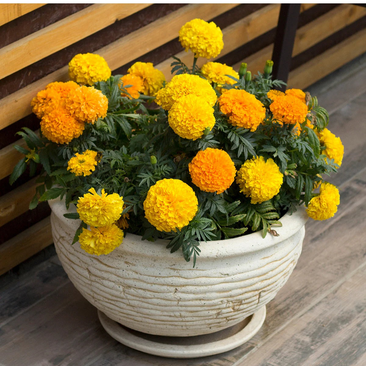 Marigold Cracker Jack Mix 100 - 8k Seeds Organic Flowers Repels Root Rot nematodes
