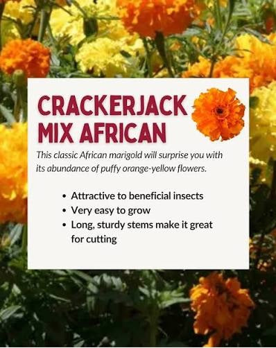 Marigold Cracker Jack Mix 100 - 8k Seeds Organic Flowers Repels Root Rot nematodes