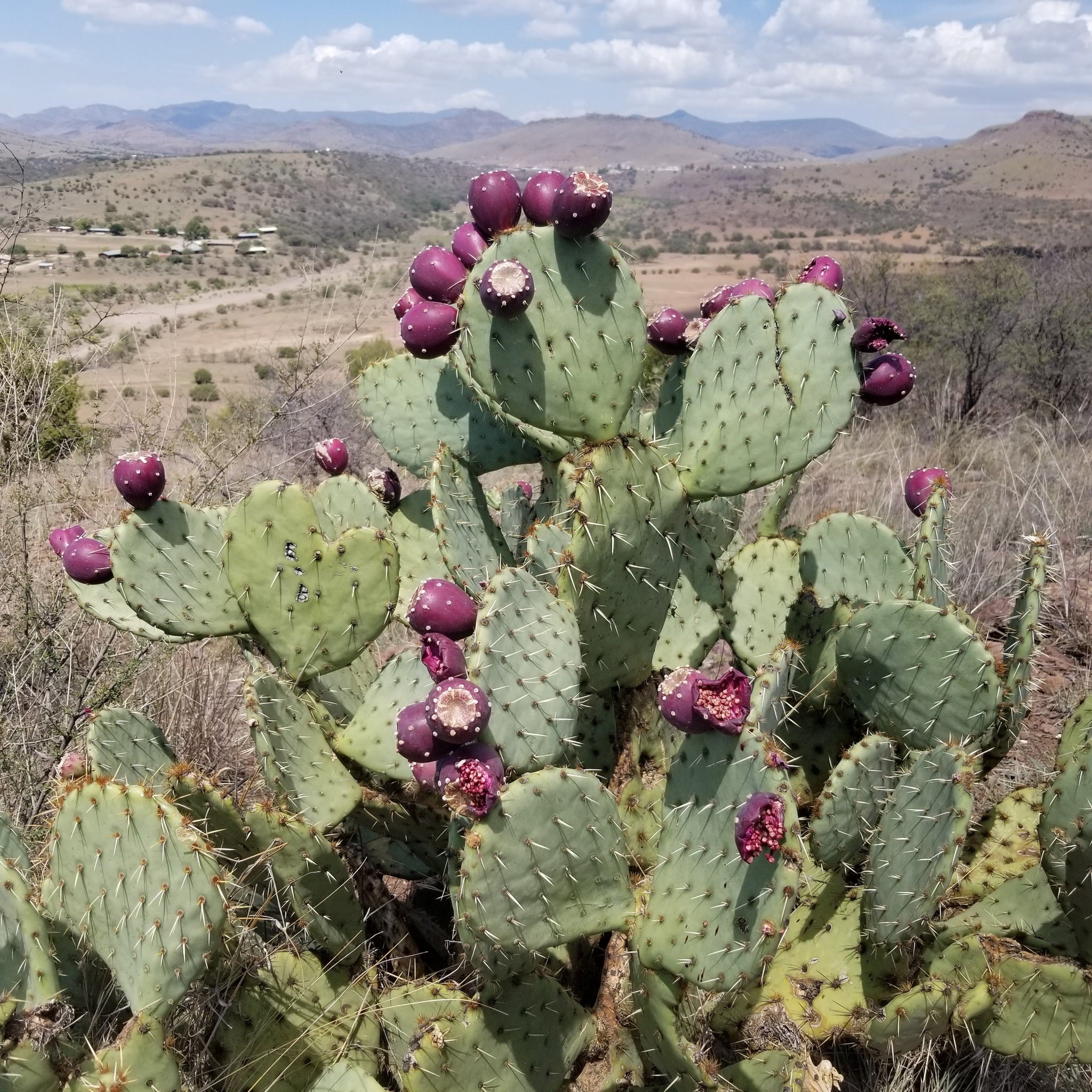 Prickly pear 10 - 100 - 1000 Seeds Engelmann's Cactus Apple Opuntia engelmannii Kern beavertail
