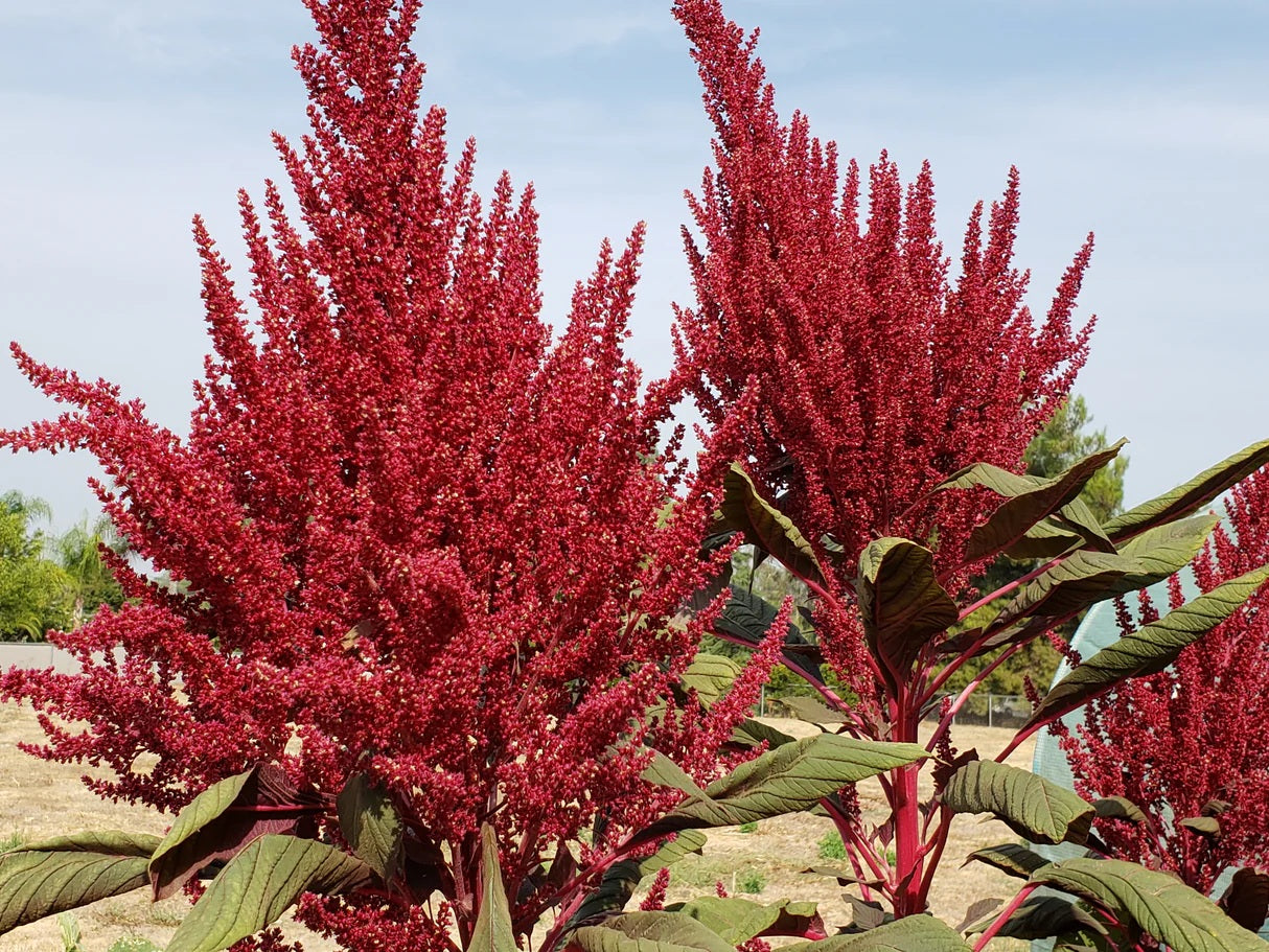 Red Garnet Sprouting Amaranth Herb Seeds 500 - 160,000 Supergrain - Microgreens