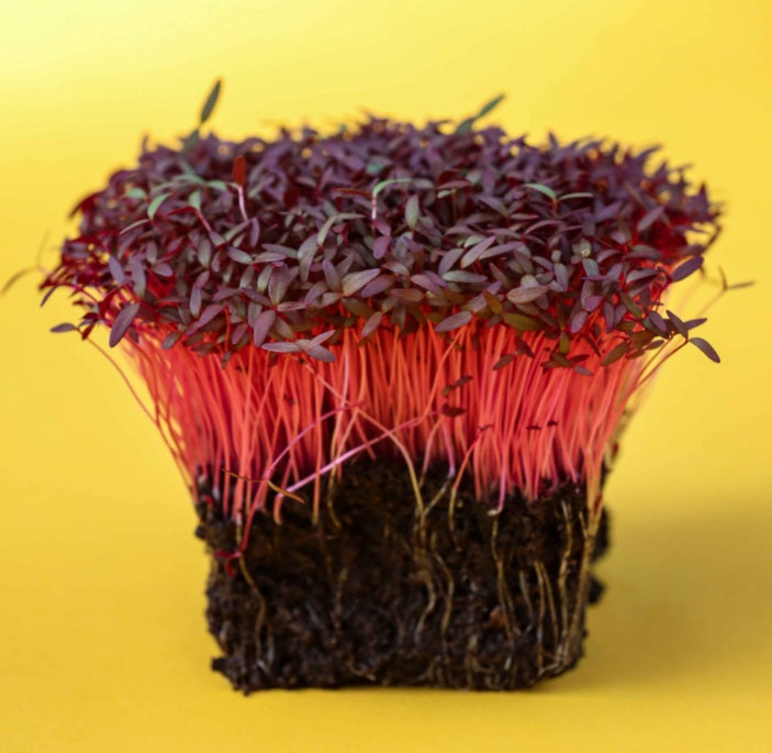 Red Garnet Sprouting Amaranth Herb Seeds 500 - 160,000 Supergrain - Microgreens