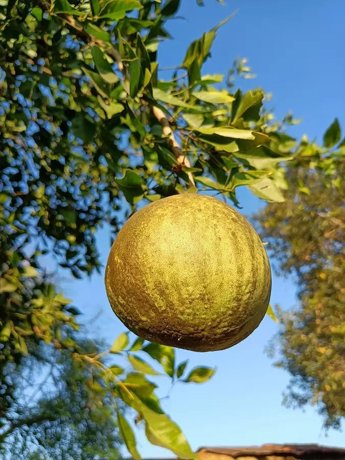 Stone Apple Seeds (Aegle marmelos) Indian Bael select 5 - 40 Lot Fruit Bili Bengal Quince Golden Wood Apple