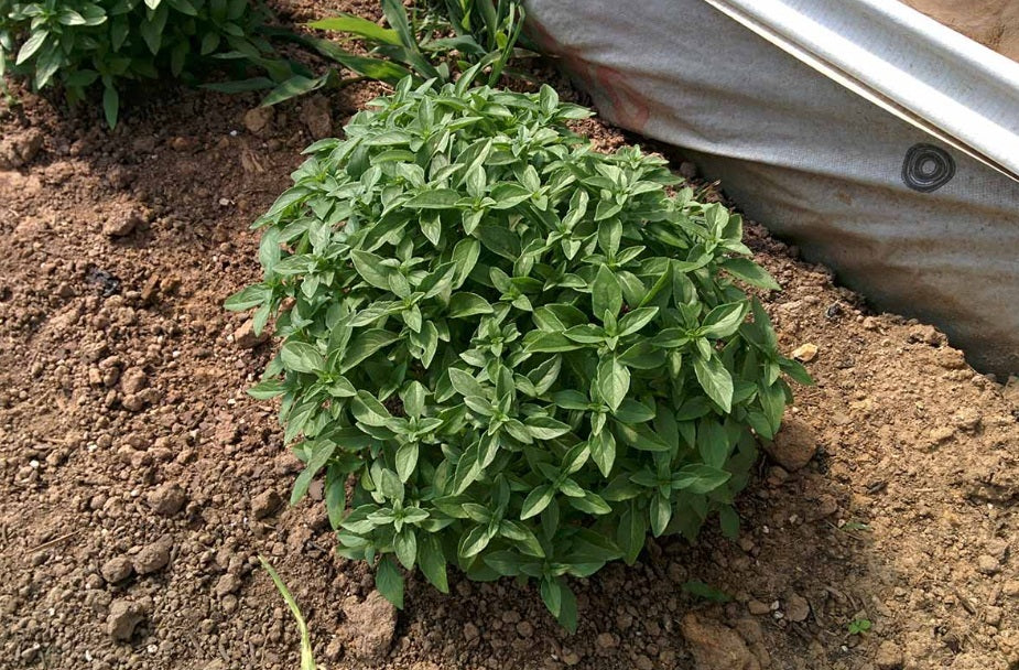 Basil Spicy Globe 100 - 500 - 5000 Seeds compact shrubs ideal for patio containers! Aromatherapy
