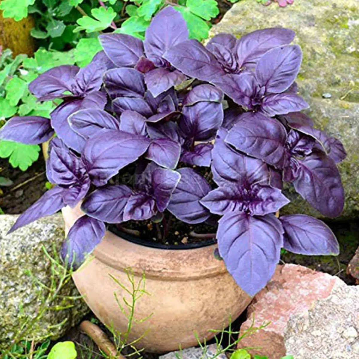 3 (9) Live 5 - 9" inch Seedlings Basil Dark Opal Purple Aromatic make your own fresh Pesto!
