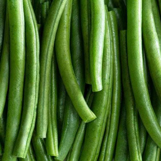 Slenderette Bush Green Beans 12 - 1 Oz Seeds Tender Stringless Heirloom Non-GMO