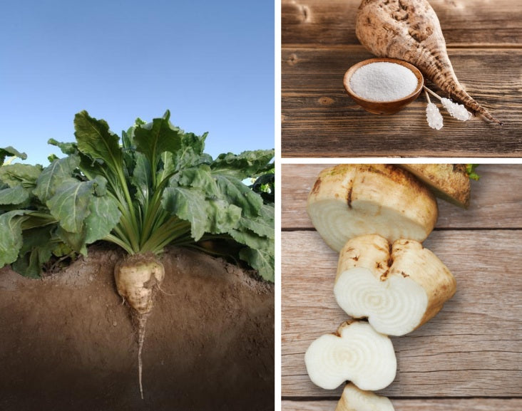 Sugar Beets 100 - 500 - 4 Oz Seeds Heirloom Food plot Deer