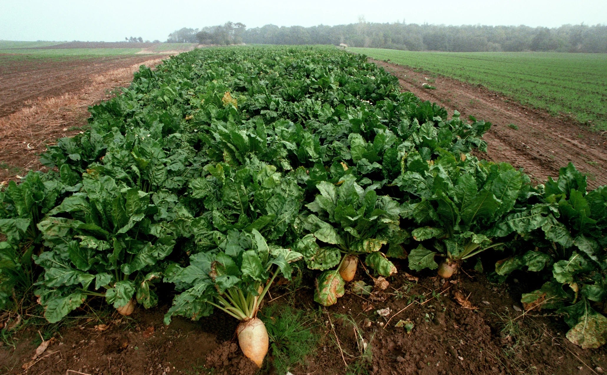 Sugar Beets 100 - 500 - 4 Oz Seeds Heirloom Food plot Deer