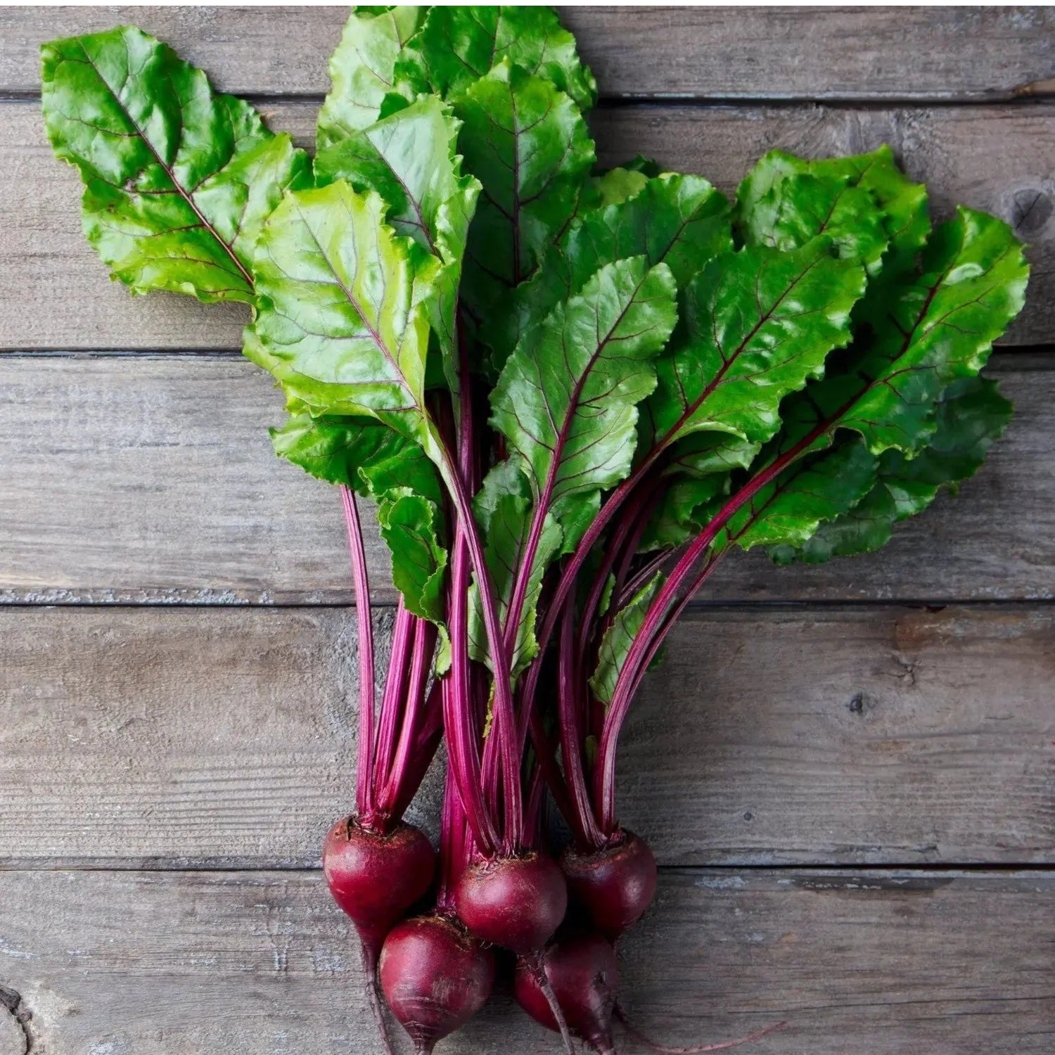 Early Wonder Tall Top Beets 50 - 2 OZ Seeds Beetroot early Colorful Heirloom