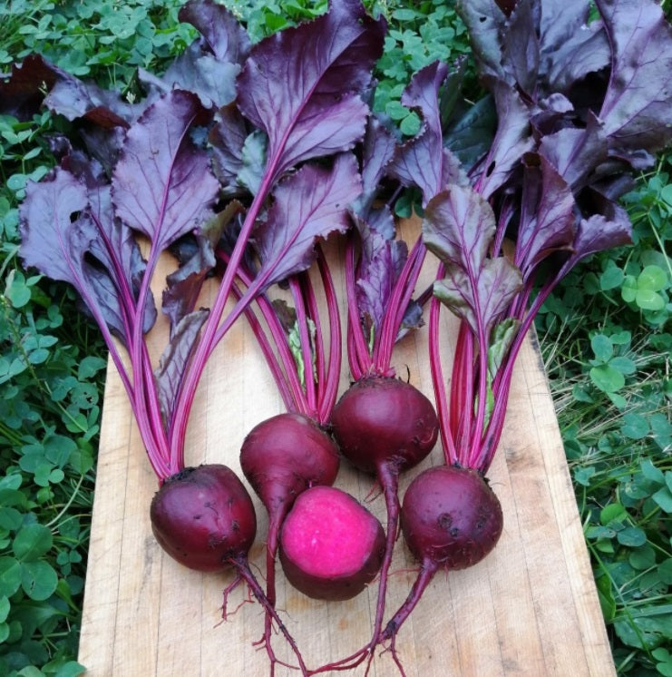 Beets Bulls Blood 25 - 200 - 2 Oz Seeds Heirloom 45 days! Highest Nutritional value Ornamental