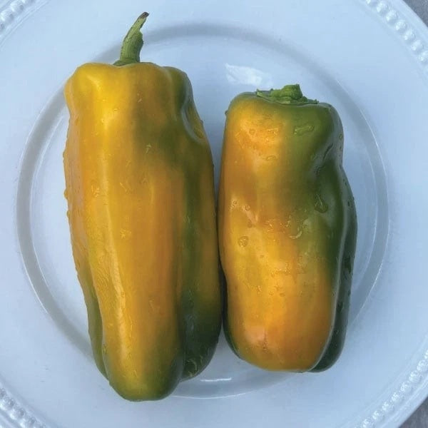 Yellow Monster Bell Pepper 10 - 50 - 200 Seeds Huge Pods! Heirloom Non-GMO