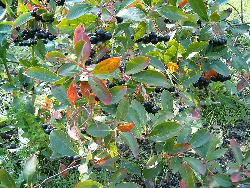 Black-Seeded Chokeberry Seeds Aronia Melanocarpa make your own jam jelly tea syrup wine!