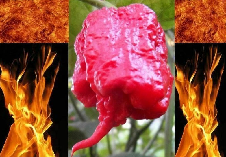 COMBO PACK Ghost pepper Carolina Reaper Trinidad Moruga Scorpion Hot chili seeds