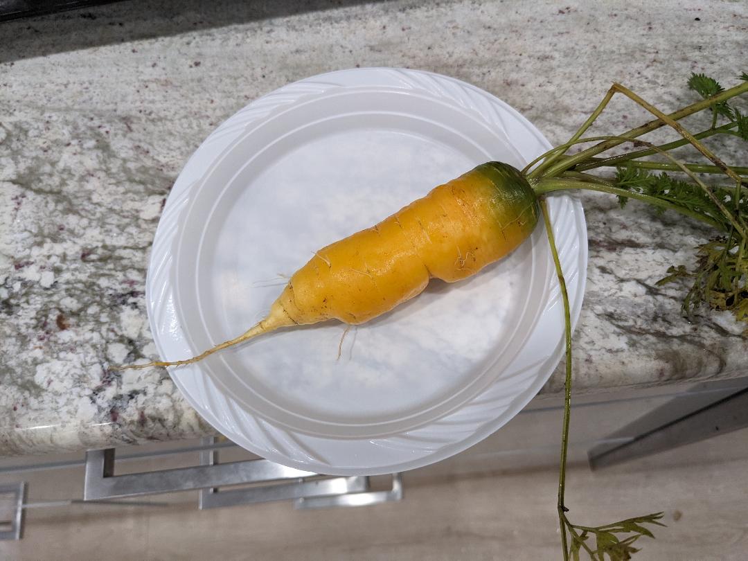 Solar Yellow Carrot 100, 300, 1000, 2000 Seeds Heirloom colorful Beautiful rare