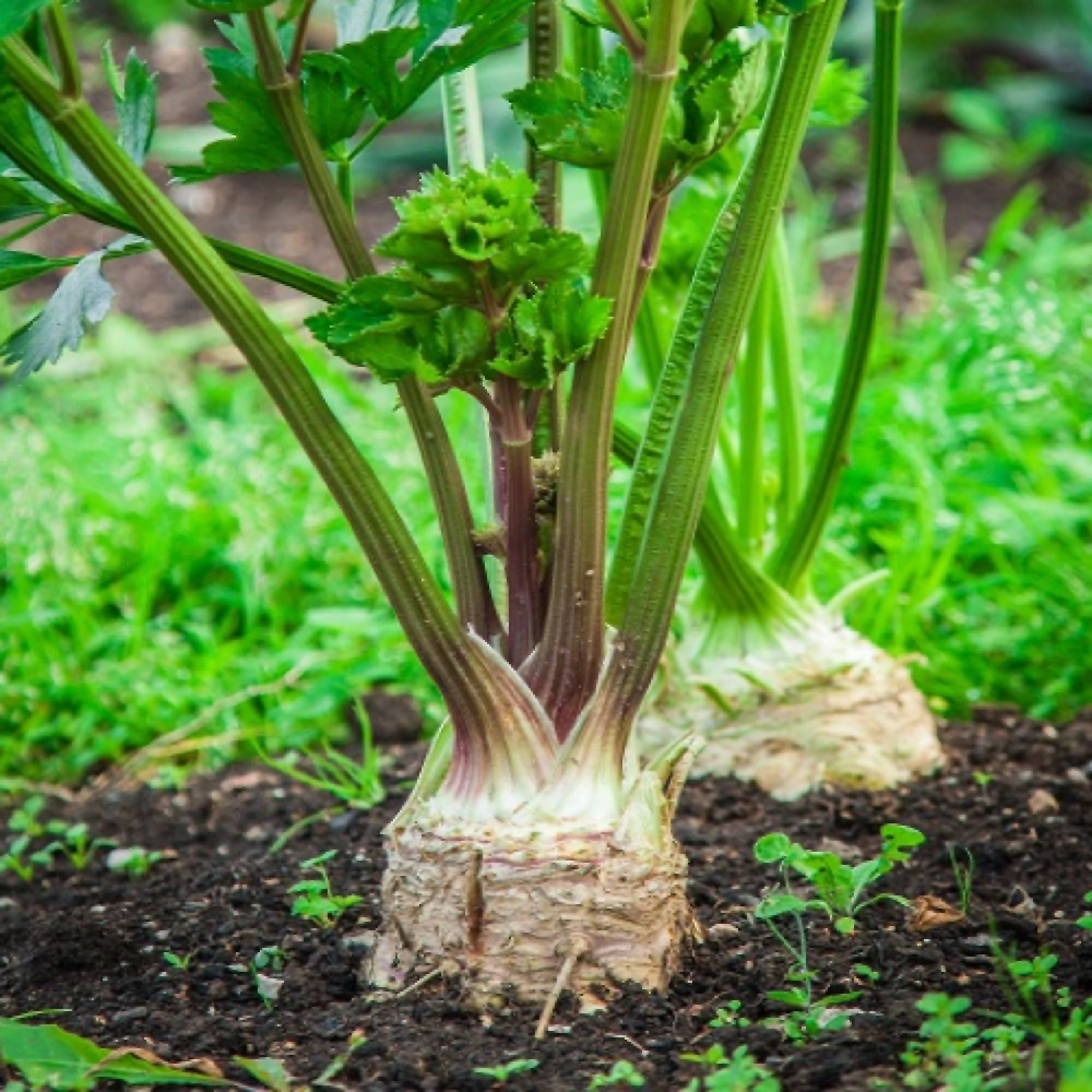 Celeriac Giant Prague 100 - 5000 Seeds Biennial OP Large Smooth Hardy Shelf Life