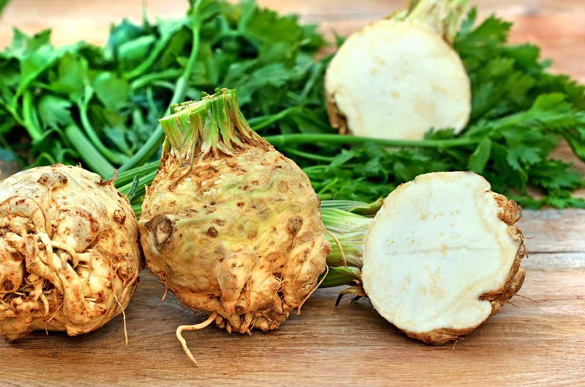 Celeriac Giant Prague 100 - 5000 Seeds Biennial OP Large Smooth Hardy Shelf Life