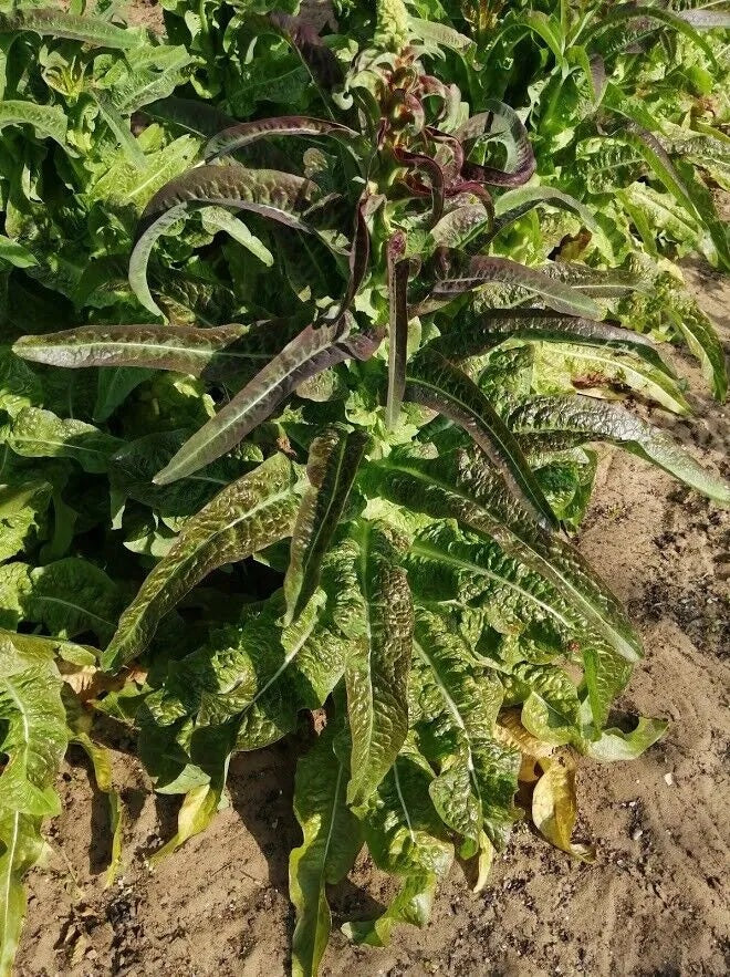 Celtuce - Purple Sword 100 - 1000 Seeds Thick Crunchy Stems wōsǔn
