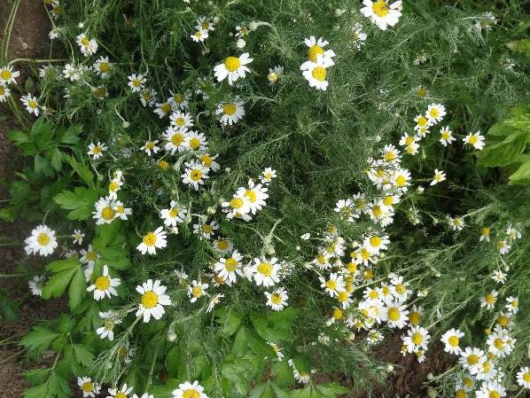 Chamomile Common 2000 - 10k Seeds Tea Herbs Easy container gardening!