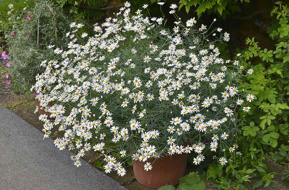 Chamomile Common 2000 - 10k Seeds Tea Herbs Easy container gardening!