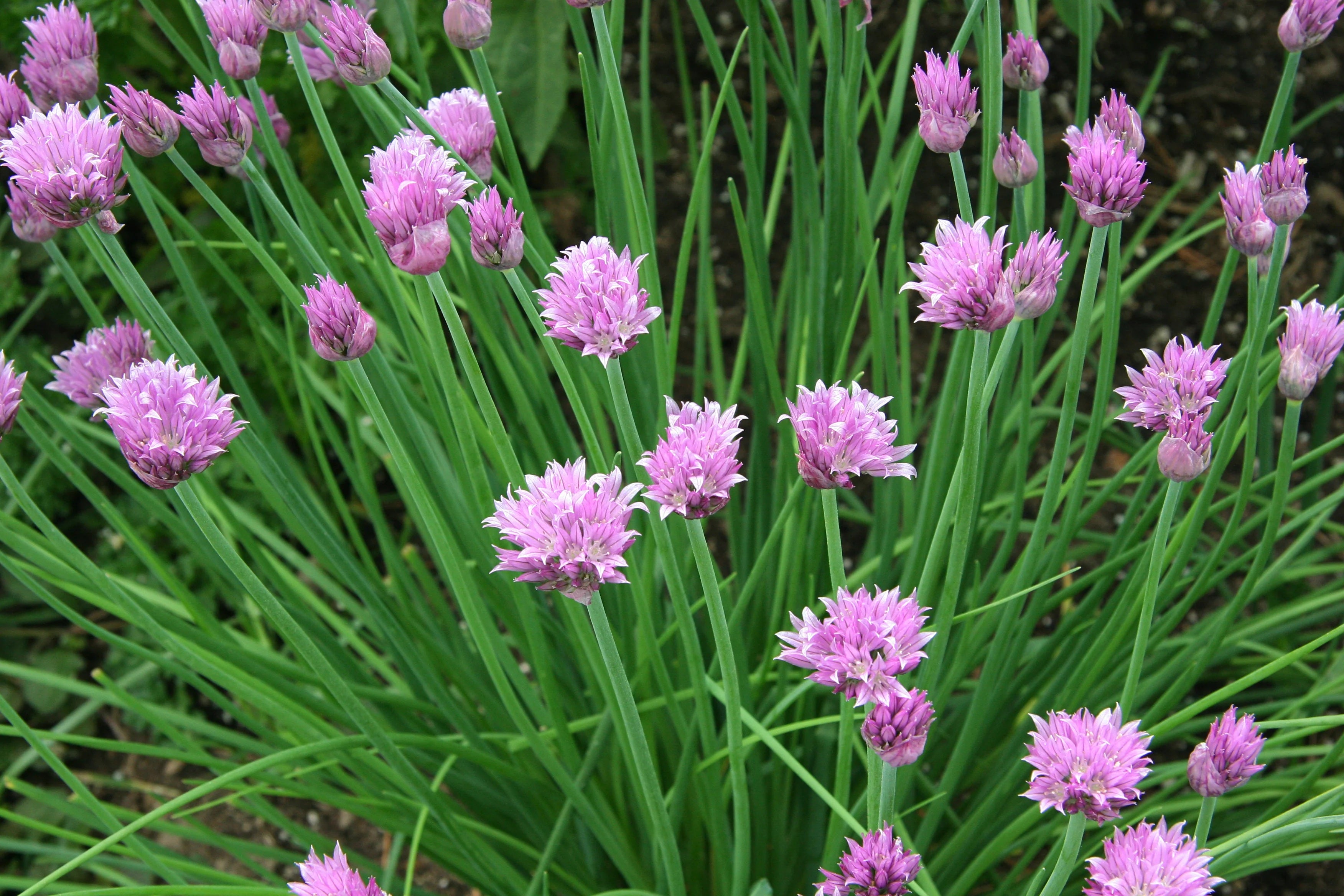 Chives (Common) 200 - 4k - 14k / 2 Oz Seeds Herb Mild Onion Flavor Purple Flowers