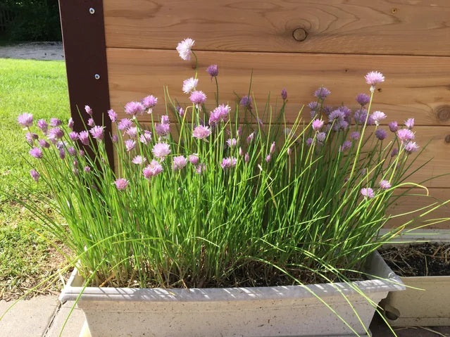 Chives (Common) 200 - 4k - 14k / 2 Oz Seeds Herb Mild Onion Flavor Purple Flowers