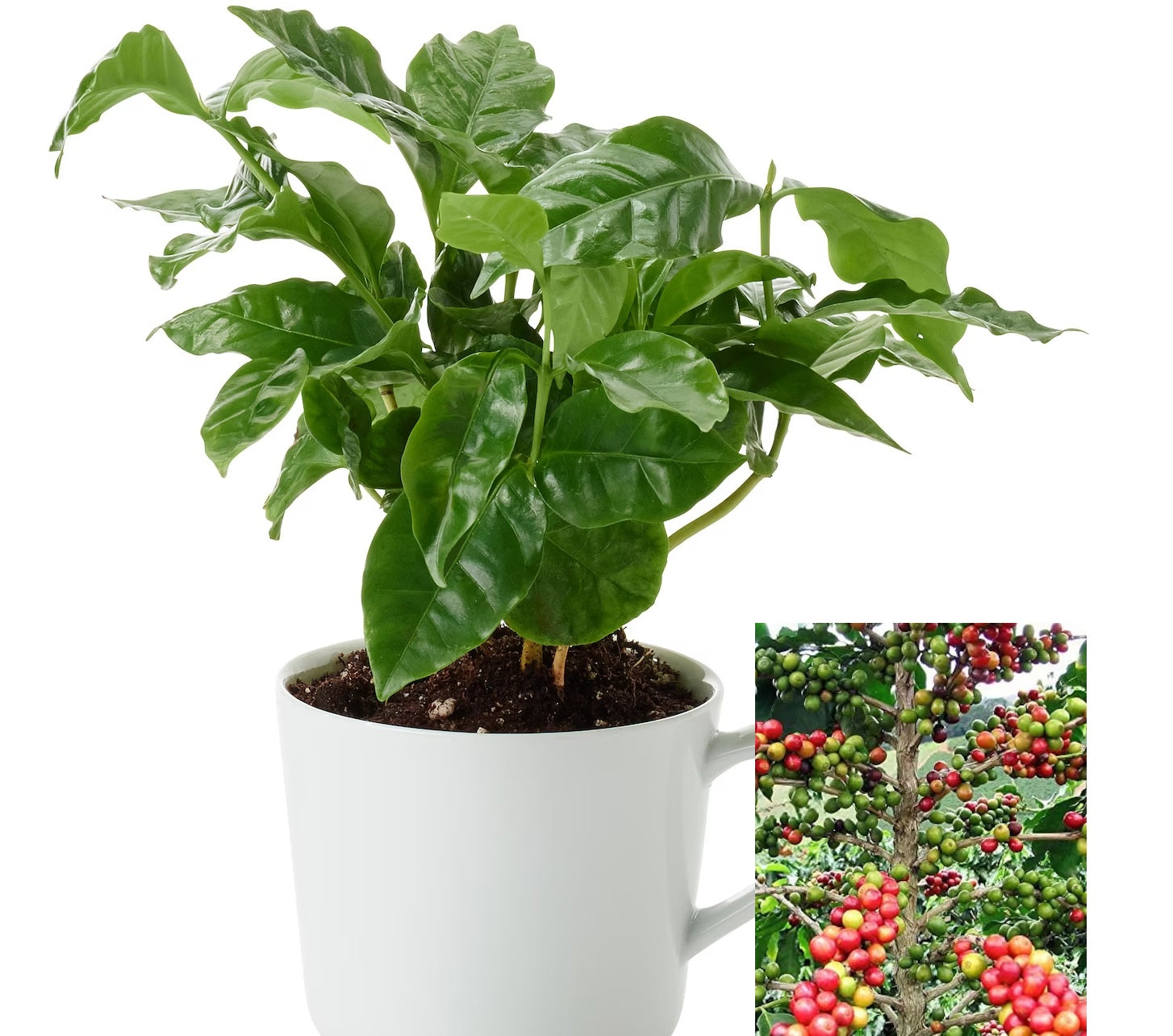coffee tree plant indoors Coffee Arabica Tree Beans 10