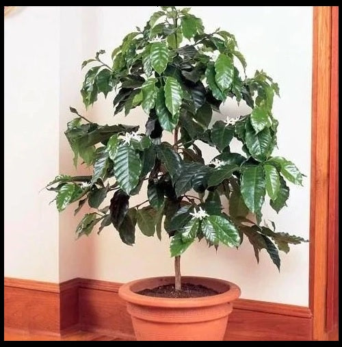 Coffee Arabica Tree Beans 10 - 110 Seeds Air purifying! Houseplant decor Easy to grow!