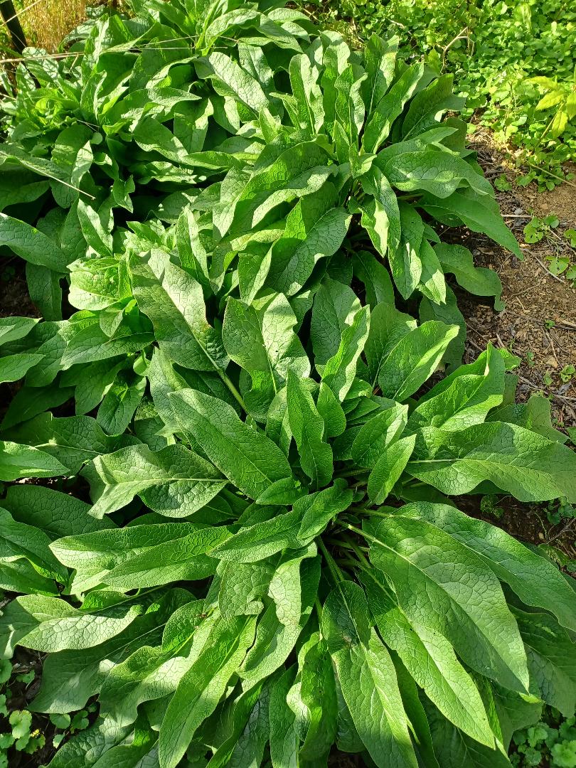 Comfrey Tea Concentrate Liquid Fertilizer Rich Macro/Micronutrients Cal Mag Compost Feed Foliar