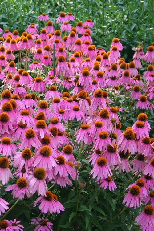 Purple Coneflower 100- 1000 -5000 Seeds Echinacea Perennial Herb Wildflower attracts pollinators!