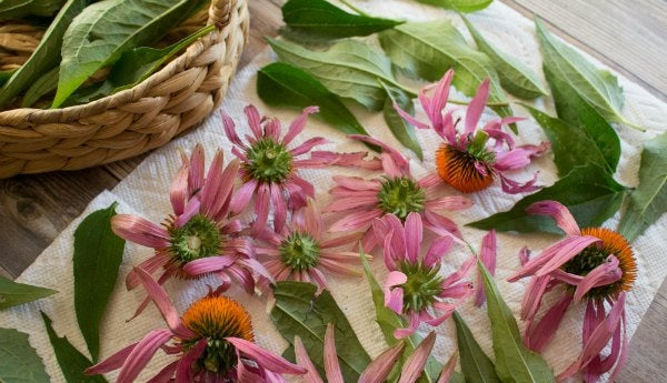 Purple Coneflower 100- 1000 -5000 Seeds Echinacea Perennial Herb Wildflower attracts pollinators!