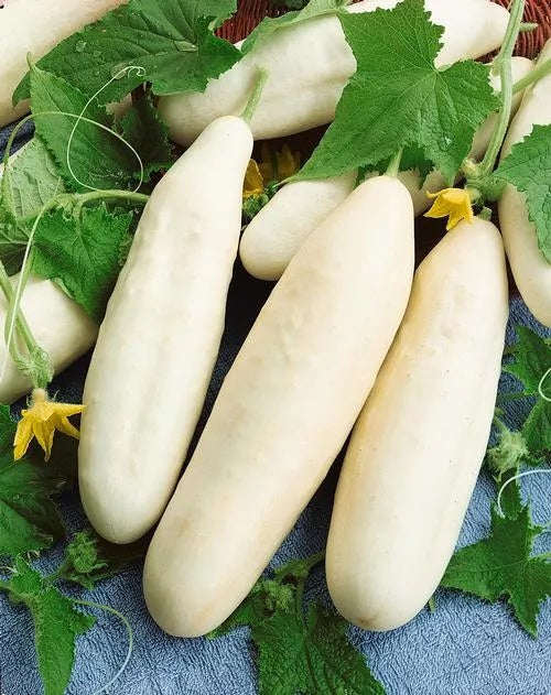 Heirloom Gourmet Salad Garden Seed Kit - Green Zebra Tomato, White Wonder Cucumber, Radish, Mache Salad, Bunching Green Onion, Basil, & Lettuce Seeds