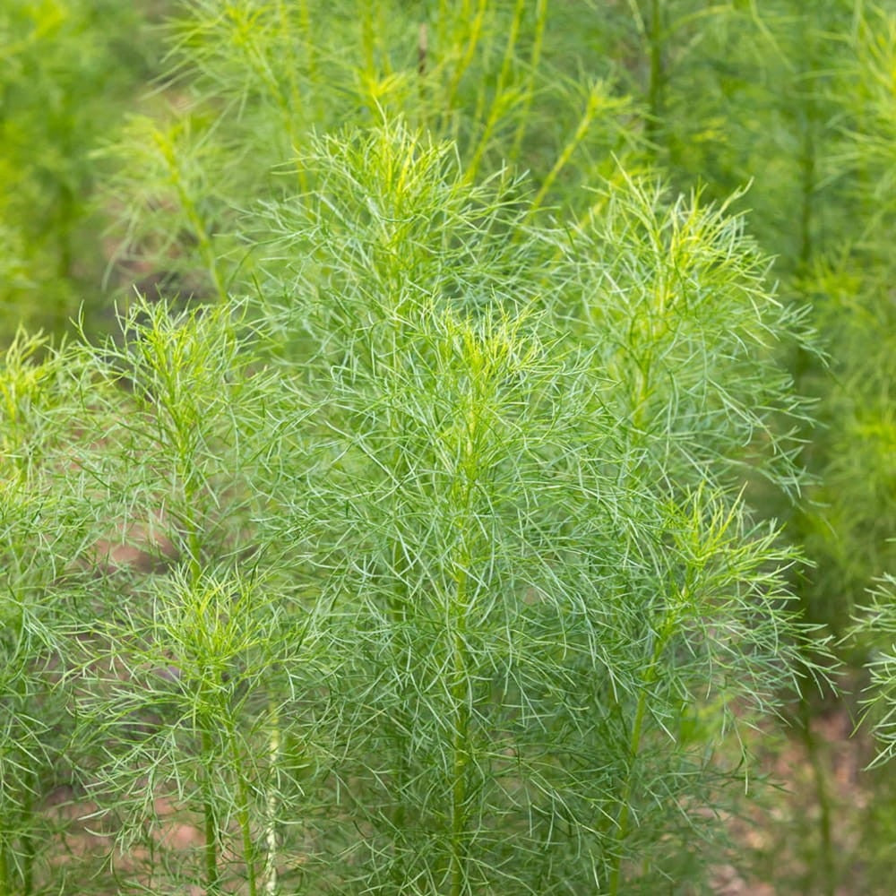 Common, Cumin 250 - 1 Oz Seeds for planting grow your own kitchen herbs! spice Indian dishes!