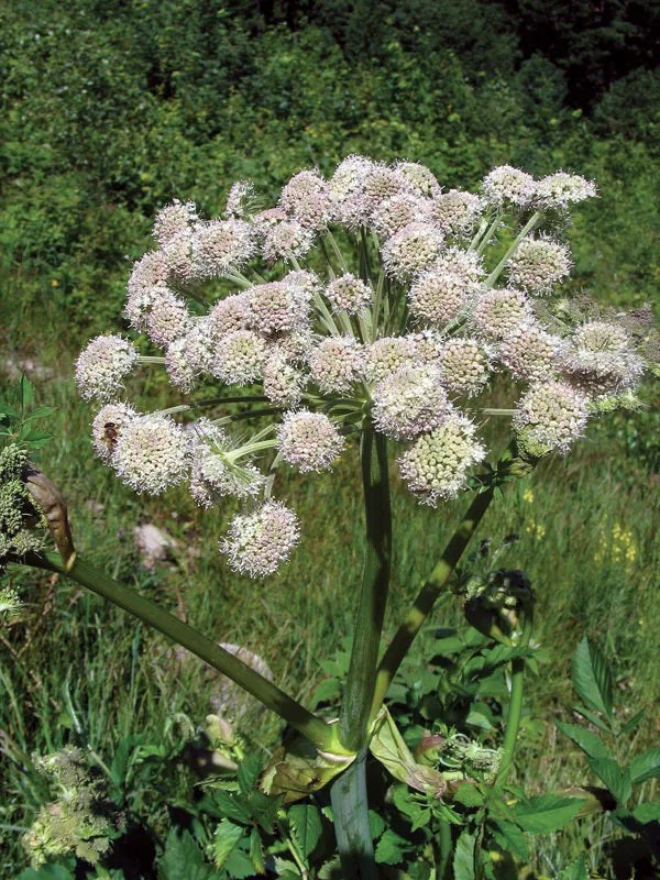 Common, Cumin 250 - 1 Oz Seeds for planting grow your own kitchen herbs! spice Indian dishes!