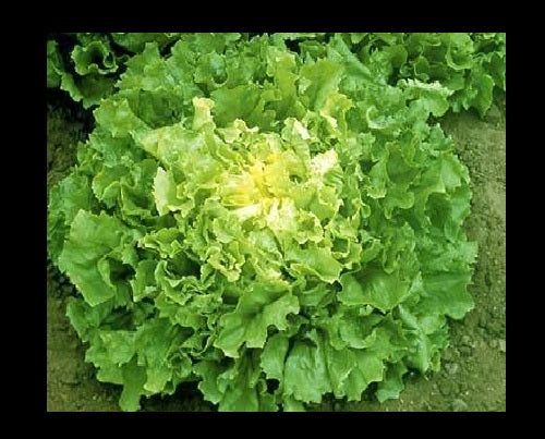 Endive (Chicory) Salad King 200 - 12K Seeds tender leaves resists bolting in heat!