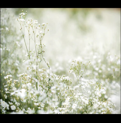 Baby's Breath Flower 100 -1000 -5000 Seeds White Gypsophila Elegans easy quick bouquets drought tolerant