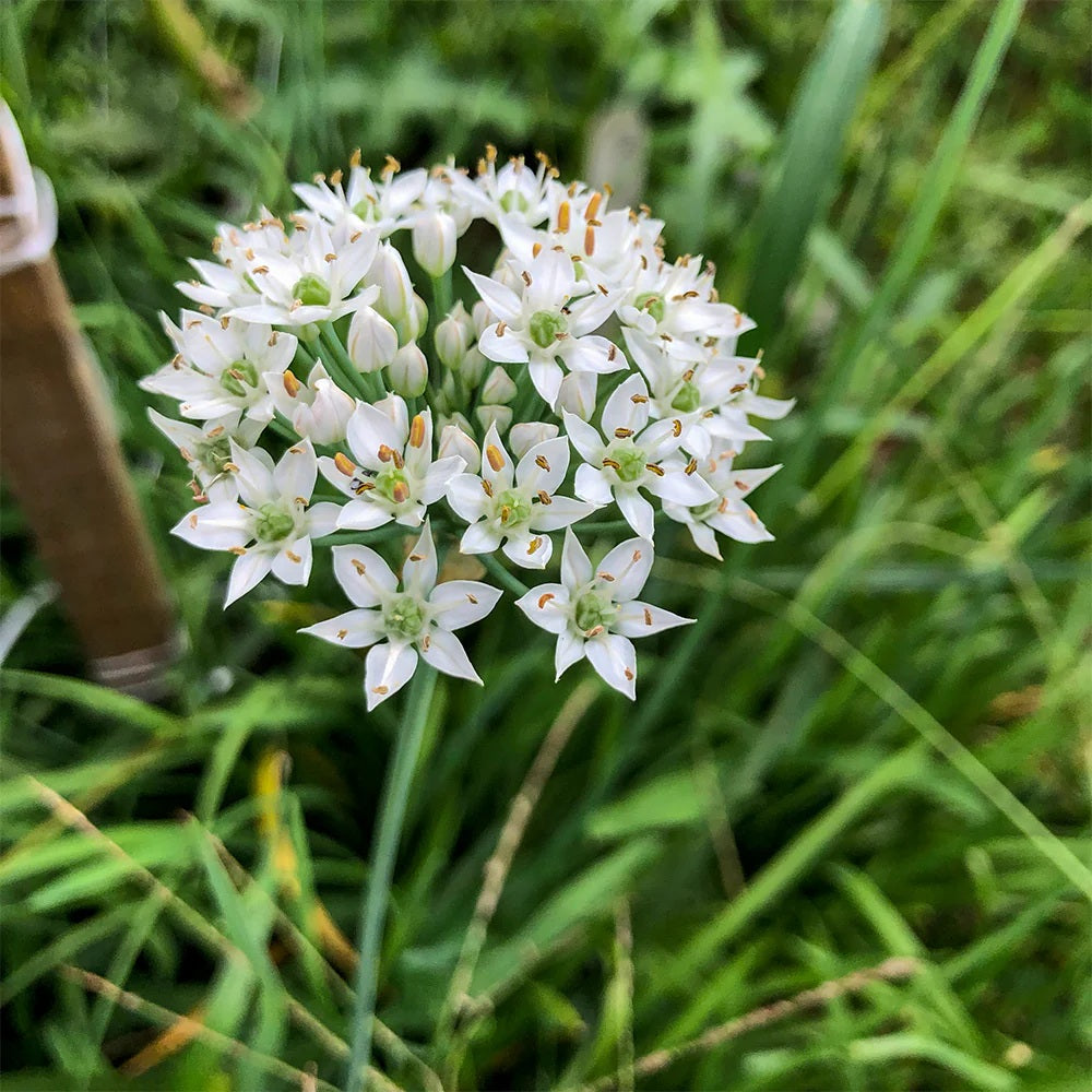 Garlic Chives 150 - 2000 - 10,000 Seeds Microgreens drought tolerant herbs Allium tuberosum Onion