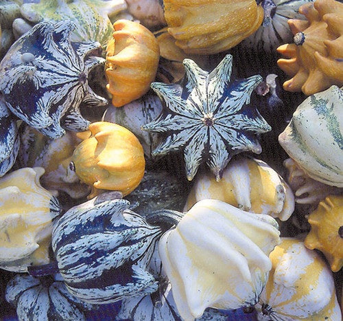 Crown of Thorns Shenot Gourd 10 - 100 - 300 Seeds Bicolor Ornamental Ten Commandments