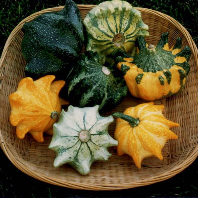 Crown of Thorns Shenot Gourd 10 - 100 - 300 Seeds Bicolor Ornamental Ten Commandments