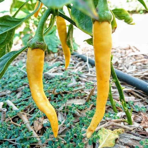 Golden Cayenne Hot Chili Pepper 25 - 200 -4000 Seeds Medium to High Heat Heirloom