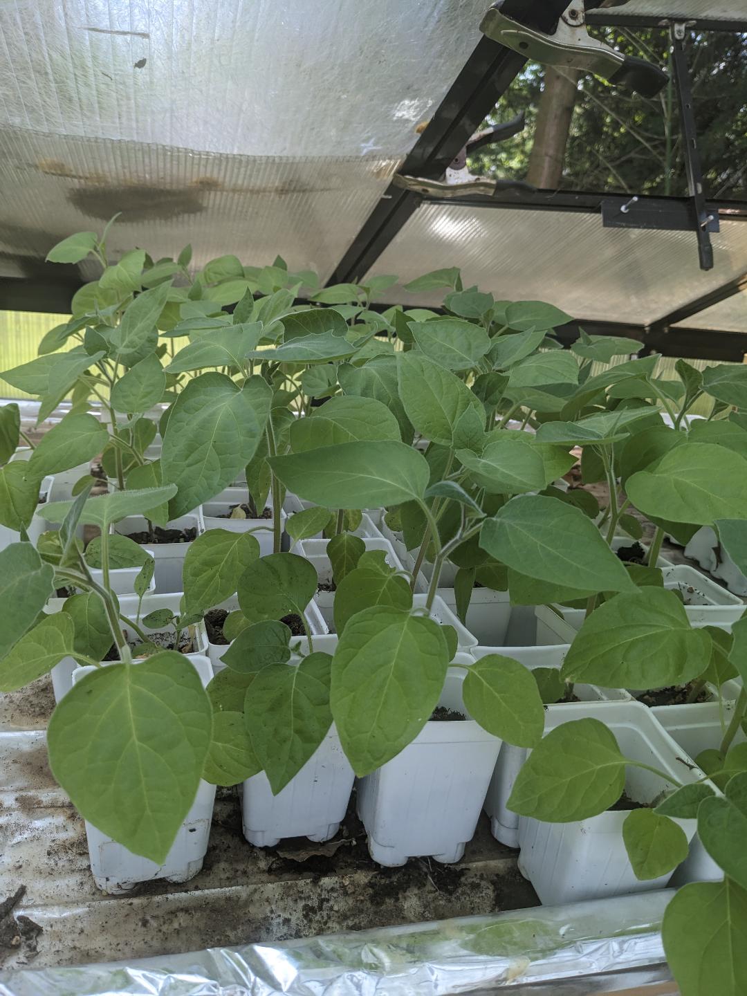 3 Live 6" – 10" inch DEVELOPED Seedlings Husk Ground Cherry (Cape Gooseberry) Tart Superfood