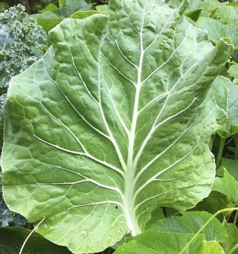 Portuguese Kale Seeds 100 - 500 - 2000 - 5000 Couve Tronchuda most tender Caldo Verde soup