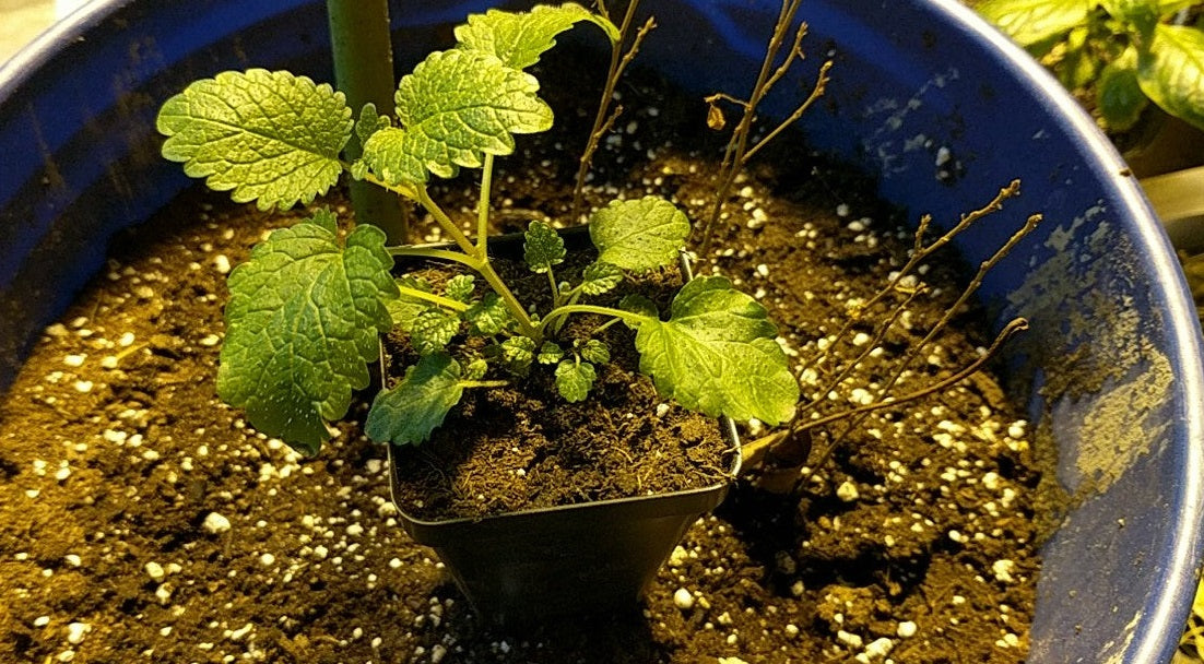 Lemon Balm 100 - 1000 - 5000 Seeds Heirloom Herb Citrus Aroma REPELS MOSQUITOS Melissa Oficinalis
