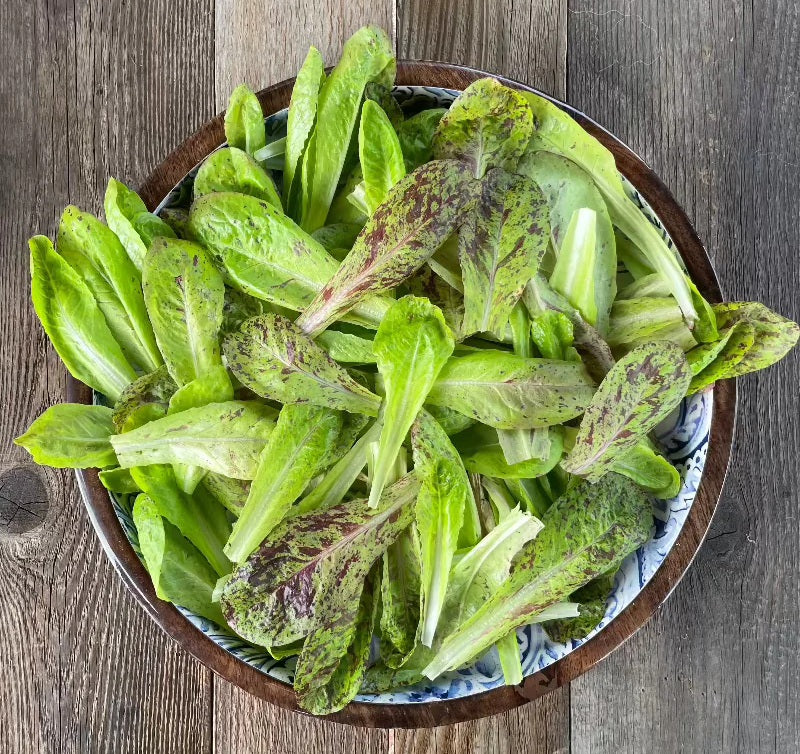 Lettuce Freckles Romaine 500 - 5000 seeds Heat resistant baby leaf non GMO
